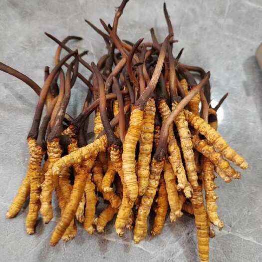理塘县鲜虫草