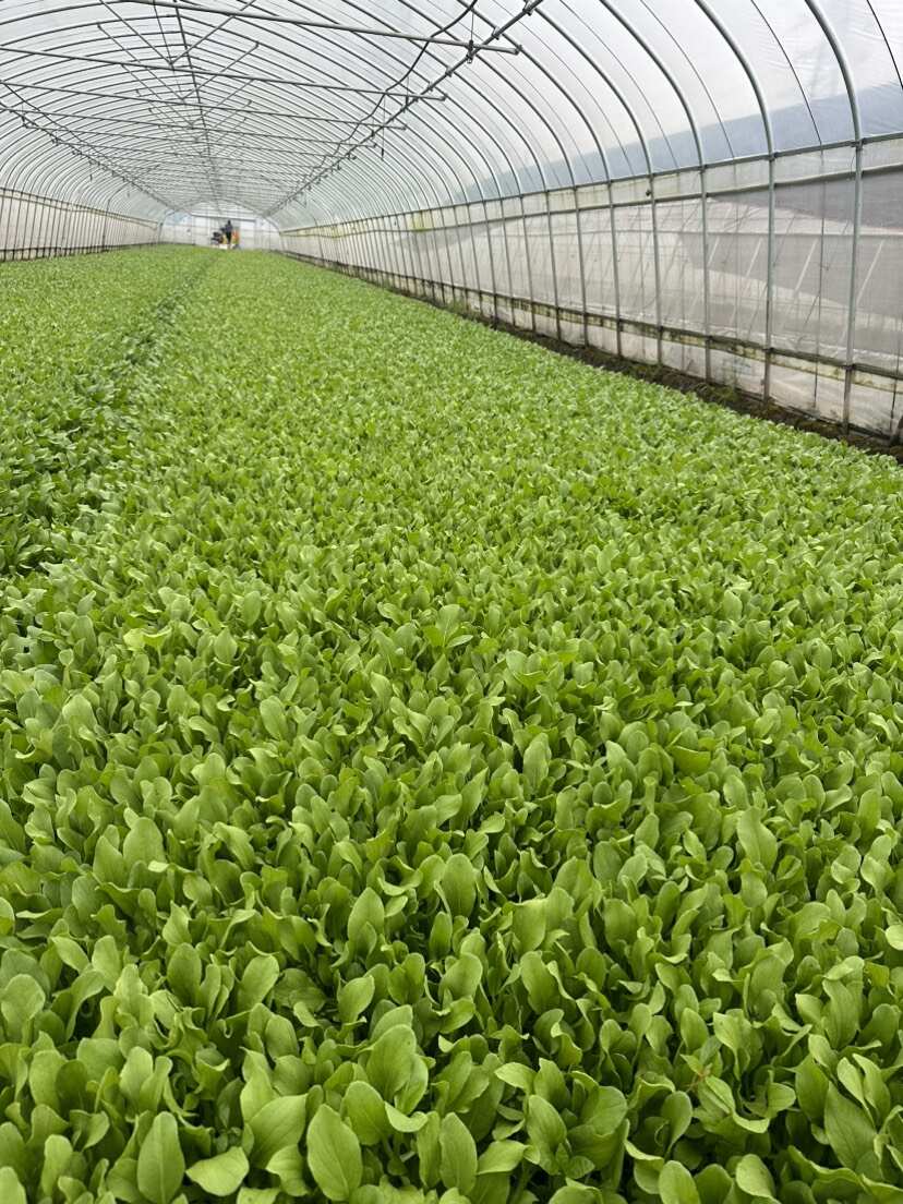 鸡毛菜 小青菜 长期有货 价格优惠质量保证