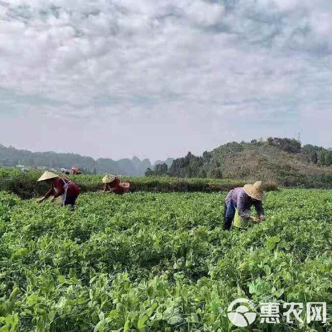 新豌豆种本地豌豆吃豌豆菜豌豆尖可水培豌豆苗白豌豆朱砂红豌豆种