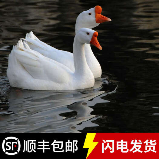 建湖县白鹅苗  纯种浙东诚信第一包疫苗包路损包技术80天9至1o斤