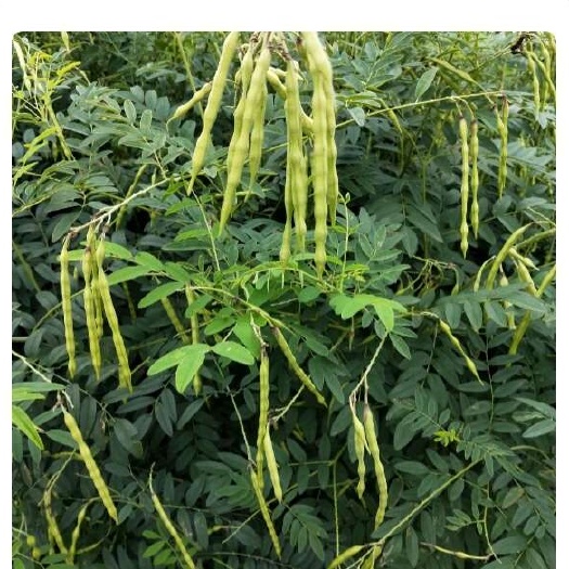 桂林乡村老味道优质决明子