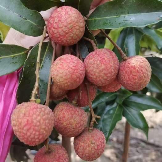 惠州荔枝