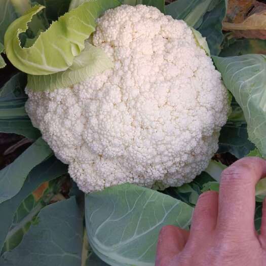陆良县云南精品松花