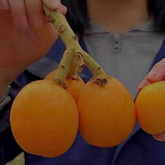 天津大五星枇杷