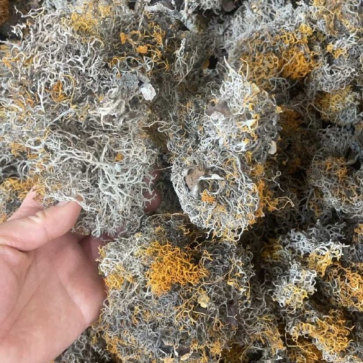 昆明红雪茶