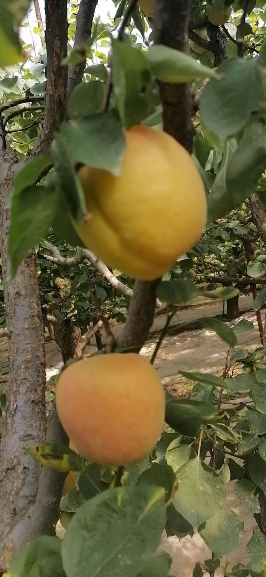 陕西金太阳杏供应，金太阳杏价格，金太阳杏批发