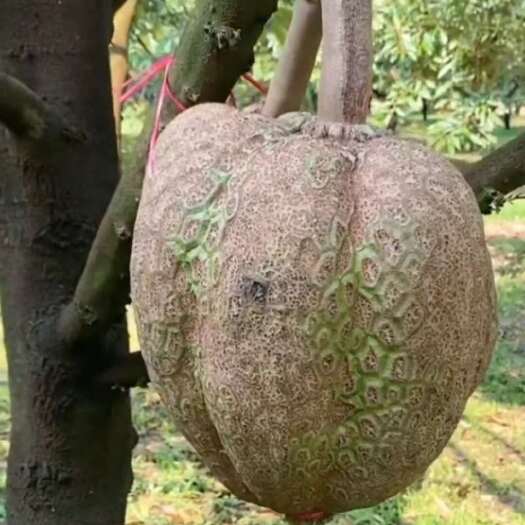 中牟县无刺榴莲