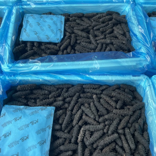 广州大连纯淡干海参 淡干海参 疗参