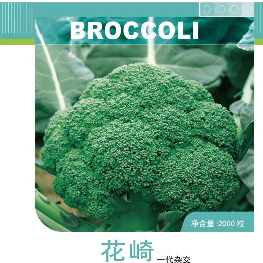 济南耐热性好西兰花种子，花崎蓝绿色，