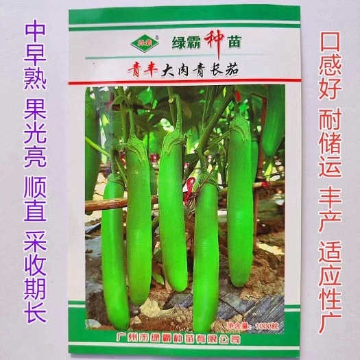 沭阳县杂交青茄种子绿长茄茄子种子 绿霸青丰大肉青长茄种籽春季秋季四