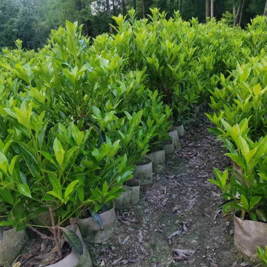 成都20杯苗栋青1米2左右高亮晶16杯30左右高春鹃35左右