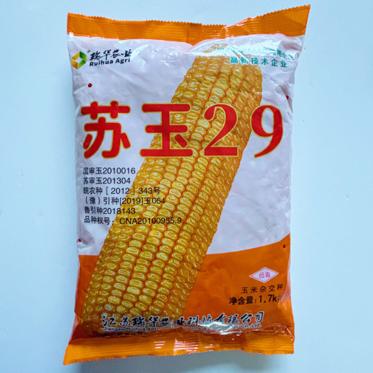 沭阳县苏玉29玉米种子原装正品白轴大棒口感好稳产抗病抗倒耐高温苞谷
