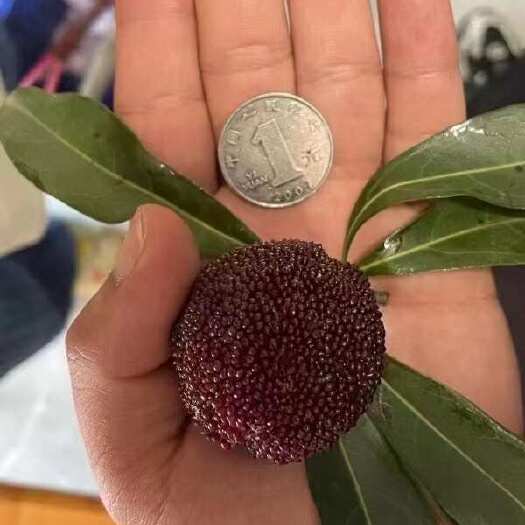 临海市离杨梅上市倒计时大概还有20天