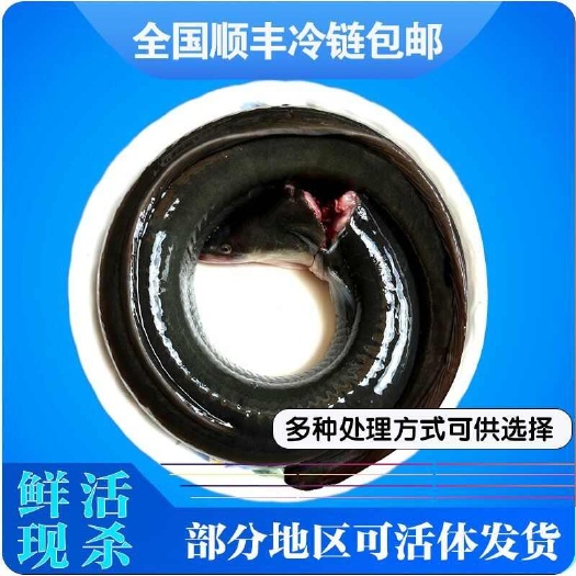 鲜活淡水鳗鱼新鲜冷冻水产专用烤鳗鱼河鳗可活体商用宴会整条顺丰