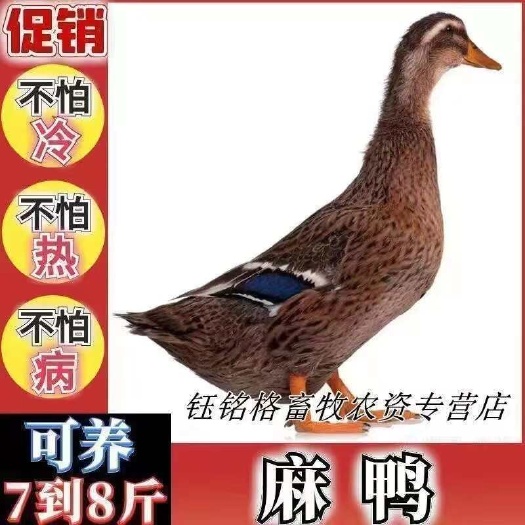 建湖大种麻鸭苗  诚信第一质量保证9o天7斤左右