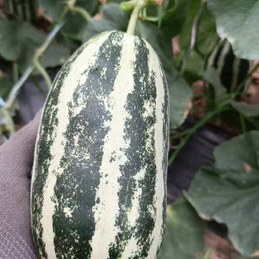 威县甜瓜