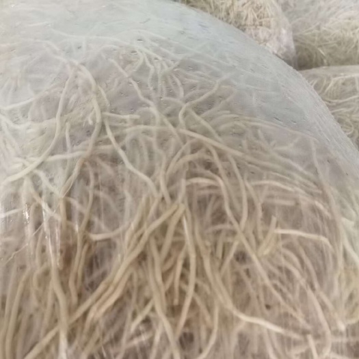 当阳市鱼腥草