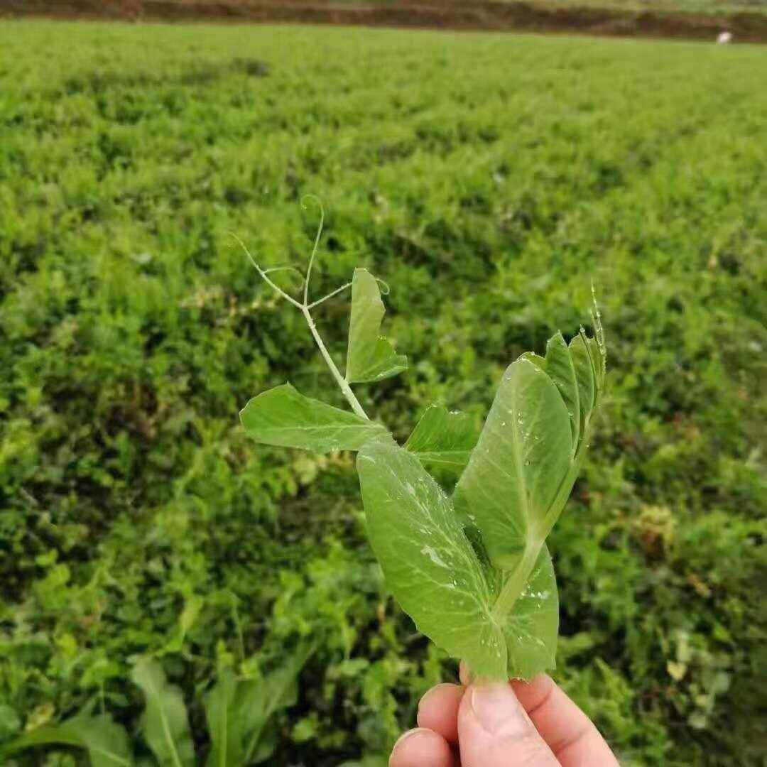新豌豆种本地豌豆吃豌豆菜豌豆尖可水培豌豆苗白豌豆朱砂红豌豆种