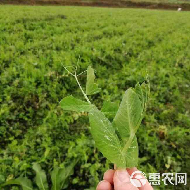 新豌豆种本地豌豆吃豌豆菜豌豆尖可水培豌豆苗白豌豆朱砂红豌豆种