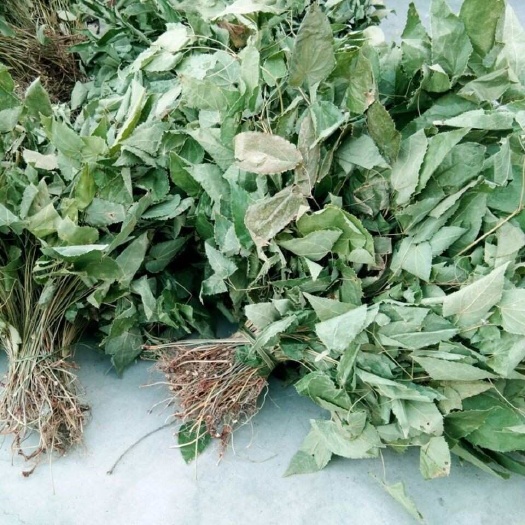 旬阳市秦岭淫羊藿整颗淫羊藿叶中药材泡水煮水喝用淫羊藿