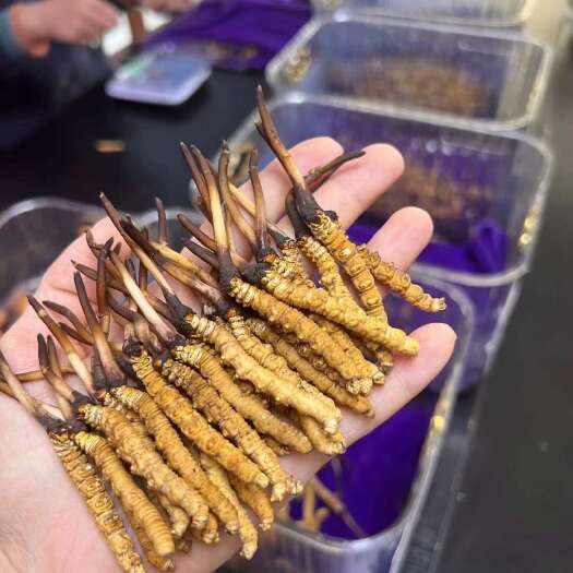 西宁青海新鲜虫草