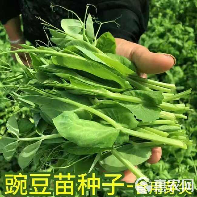 新豌豆种本地豌豆吃豌豆菜豌豆尖可水培豌豆苗白豌豆朱砂红豌豆种