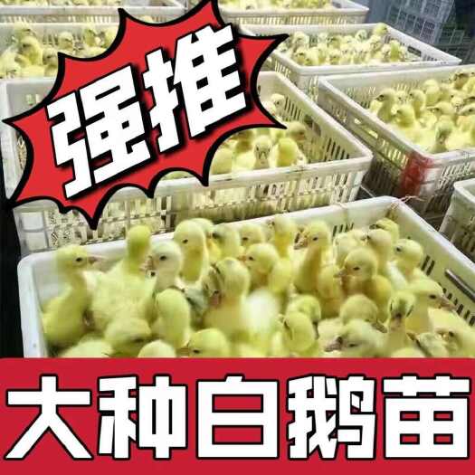 建湖县(孵化基地直供)农村散养大种白鹅苗(疫苗齐全)75天9斤左右