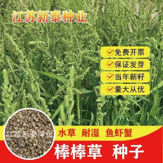 淮安棒棒草种子小龙虾养殖水稗籽苦梗草菵草冬季秋季懒人棒棒草籽虾塘