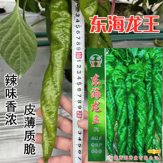 沭阳县东海龙王螺丝椒种子辣椒种子罗丝椒杂交薄皮香辣大棚四季蔬菜种籽