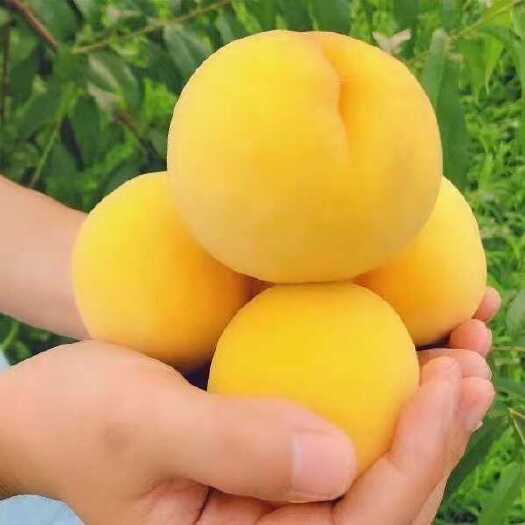 桐柏县黄金蜜桃
