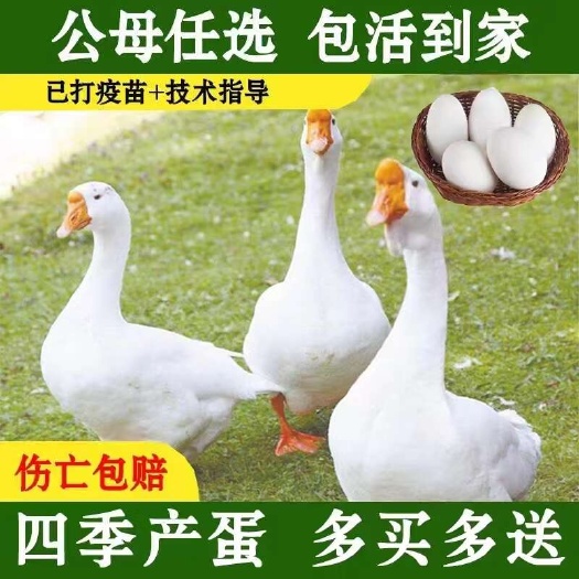 建湖县(孵化场直供)大种四季白鹅苗(下蛋自抱窝)疫苗齐全