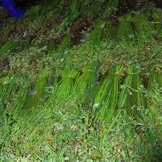 赫章县腌制蕨菜