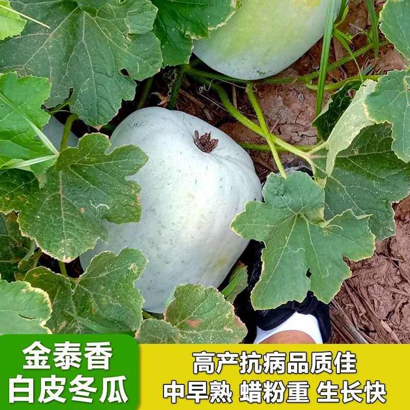 金泰香白皮小冬瓜种子早熟大田农用蔬菜种籽抗病口感清淡大全