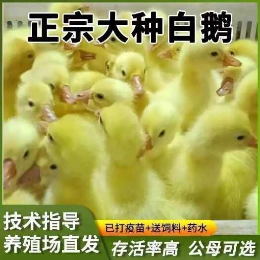 江苏省盐城市建湖县五龙鹅苗新鲜健康出 shell率高