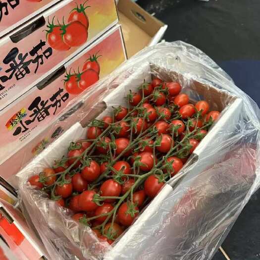 小番茄/情人果/串串红/玲珑小番茄