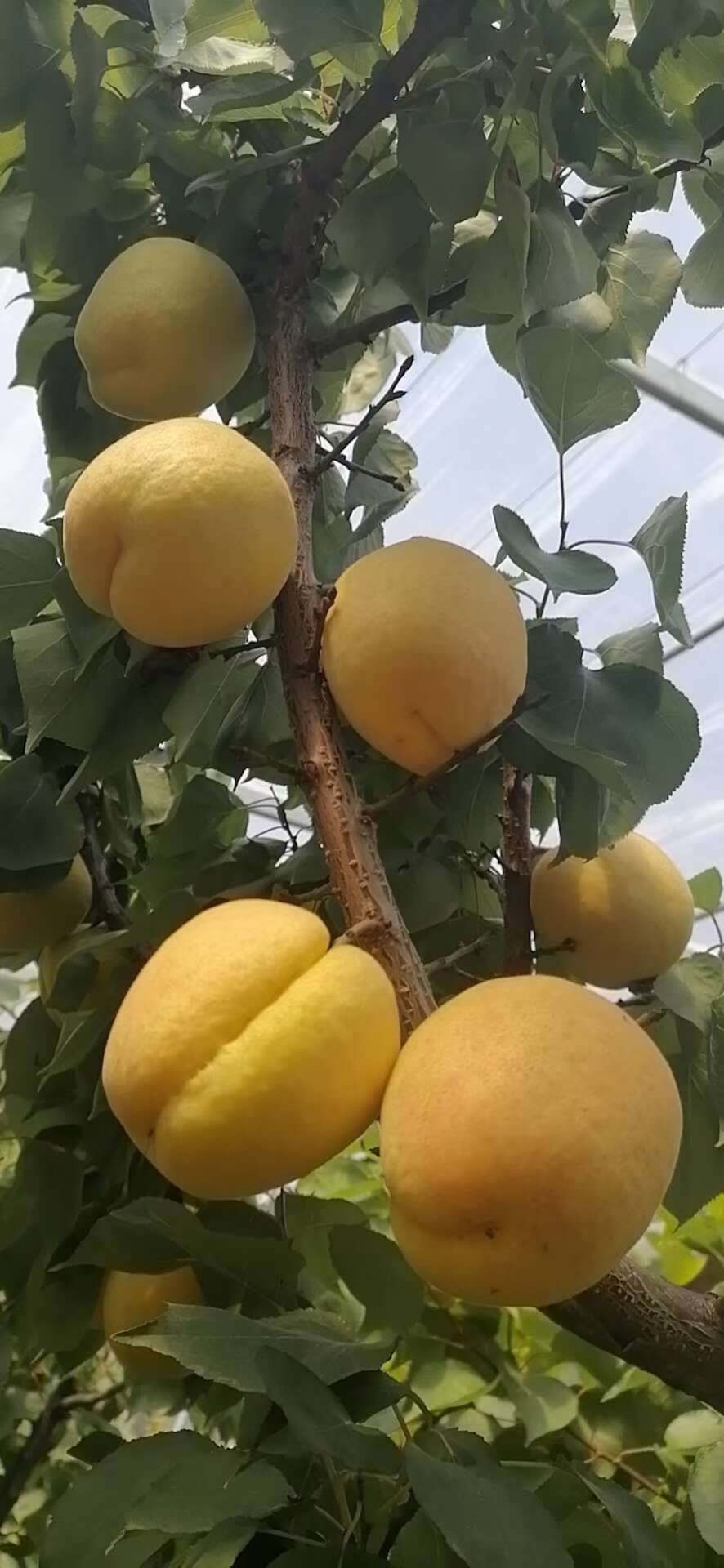 陕西金太阳杏供应，金太阳杏价格，金太阳杏批发