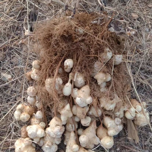 郓城县洋姜 洋姜种 菊芋 鬼子姜  洋姜种子 耐盐碱洋姜