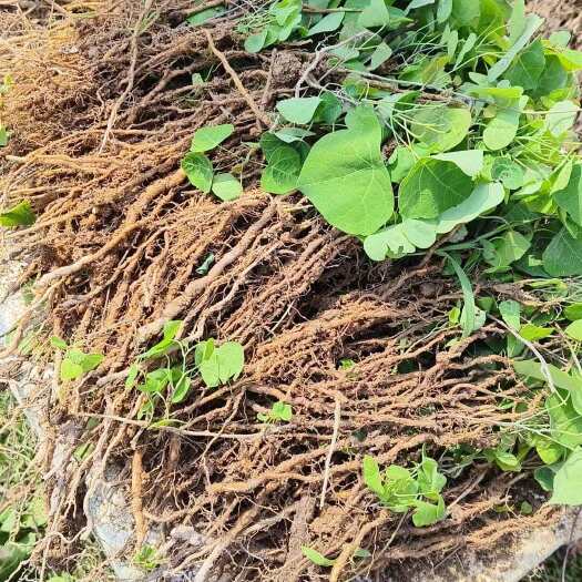 宁都县粉防己大苗江西土木香种植技术指导
