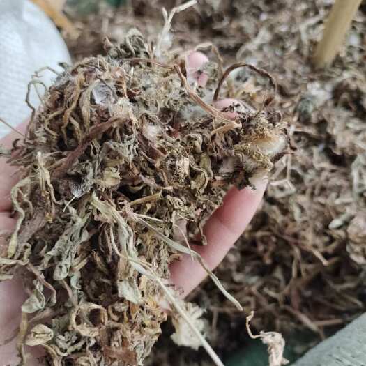 玉林批发蒲公英