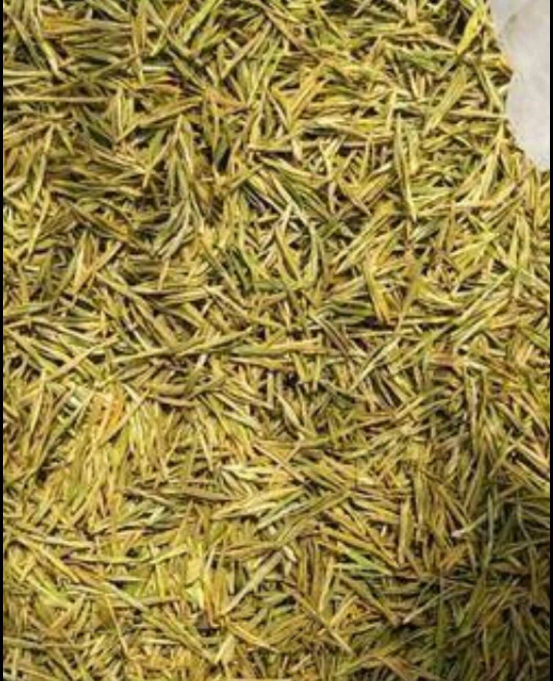 黄金芽茶，春茶明前茶，芽茶黄金茶