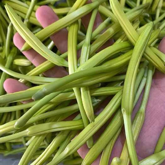祁东县黄花菜祁东新鲜黄花菜