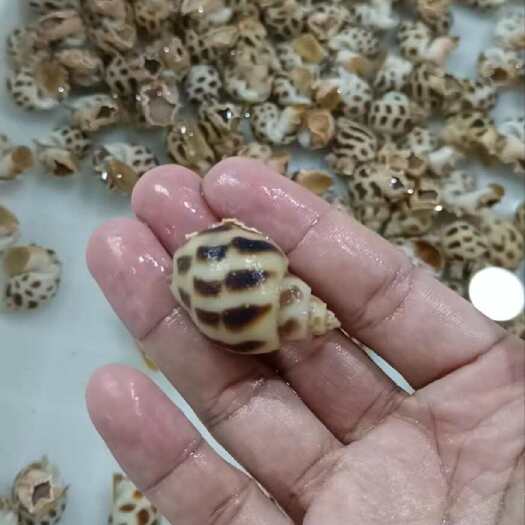 海口海南花螺东风螺冷冻花螺批发