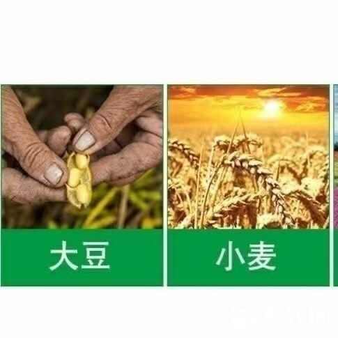 硝酸钙镁 农业级中量元素肥瓜果蔬菜花卉果树通用水溶肥