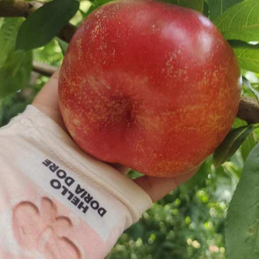 菏泽桃树苗占地桃树蟠桃树