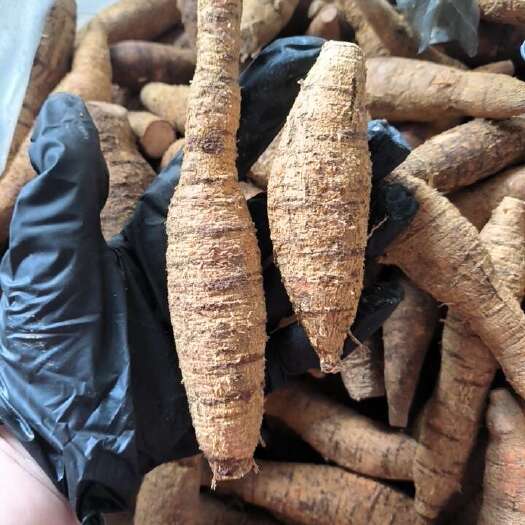 牛大力   特靓老皮中圆牛