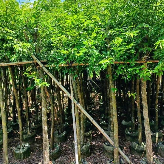 揭阳阴香3-18分低价出售