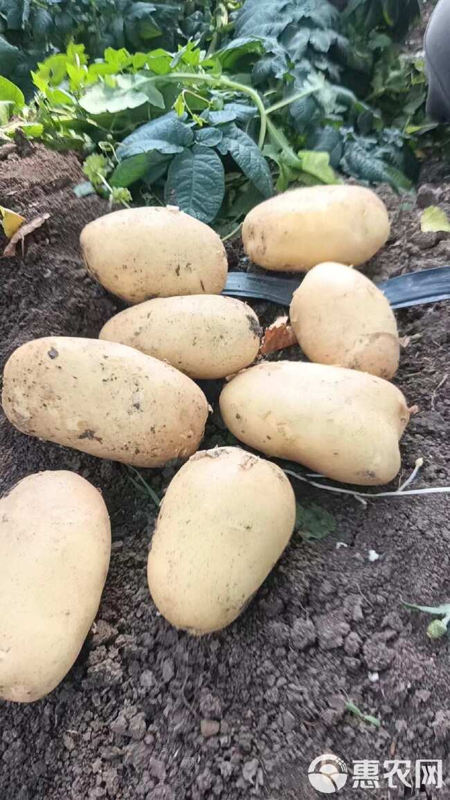 湖北  基地土豆  实验一号  沃土  黄皮黄心量大质优