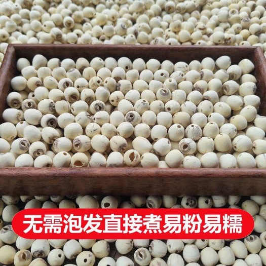 白莲子 展会地摊电商莲子 湘莲 泰莲 磨皮莲子 干莲子 白莲