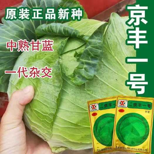 京丰一号甘蓝种子包菜卷心菜种籽高产早熟春夏秋冬季四季蔬菜种籽