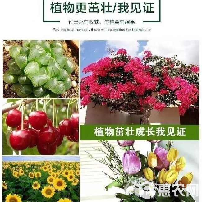 硝酸钙镁 农业级中量元素肥瓜果蔬菜花卉果树通用水溶肥